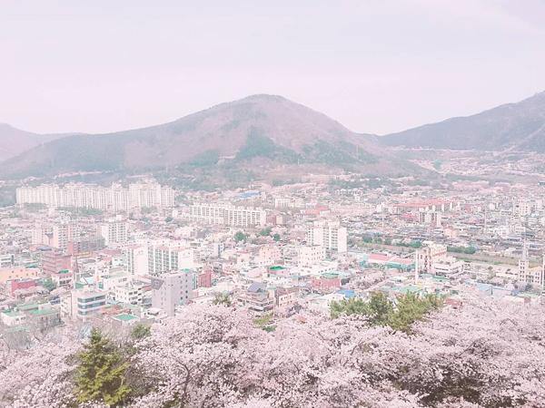 賞櫻一日遊 韓國粉紅國度──鎮海